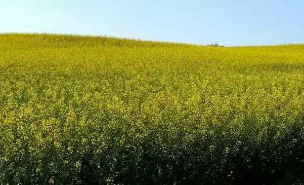 Choroby grzybowe rzepaku – jak je rozpoznać i skutecznie zwalczać?